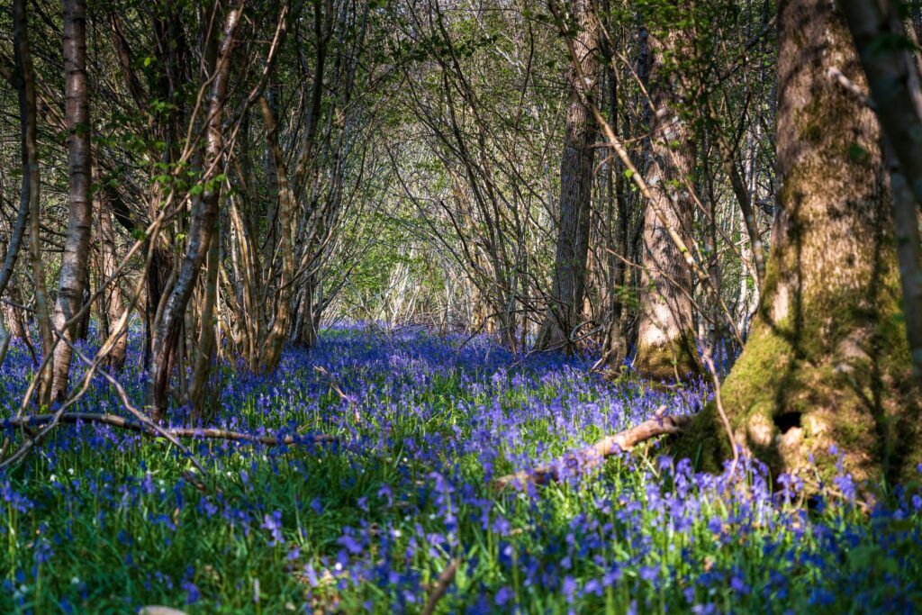 self care forest bathing