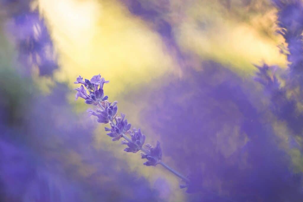 Lovely Lavender - a history of lavender