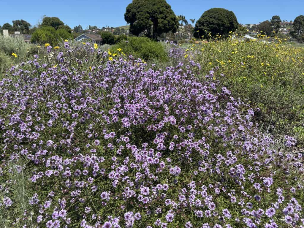 White Point Nature Reserve