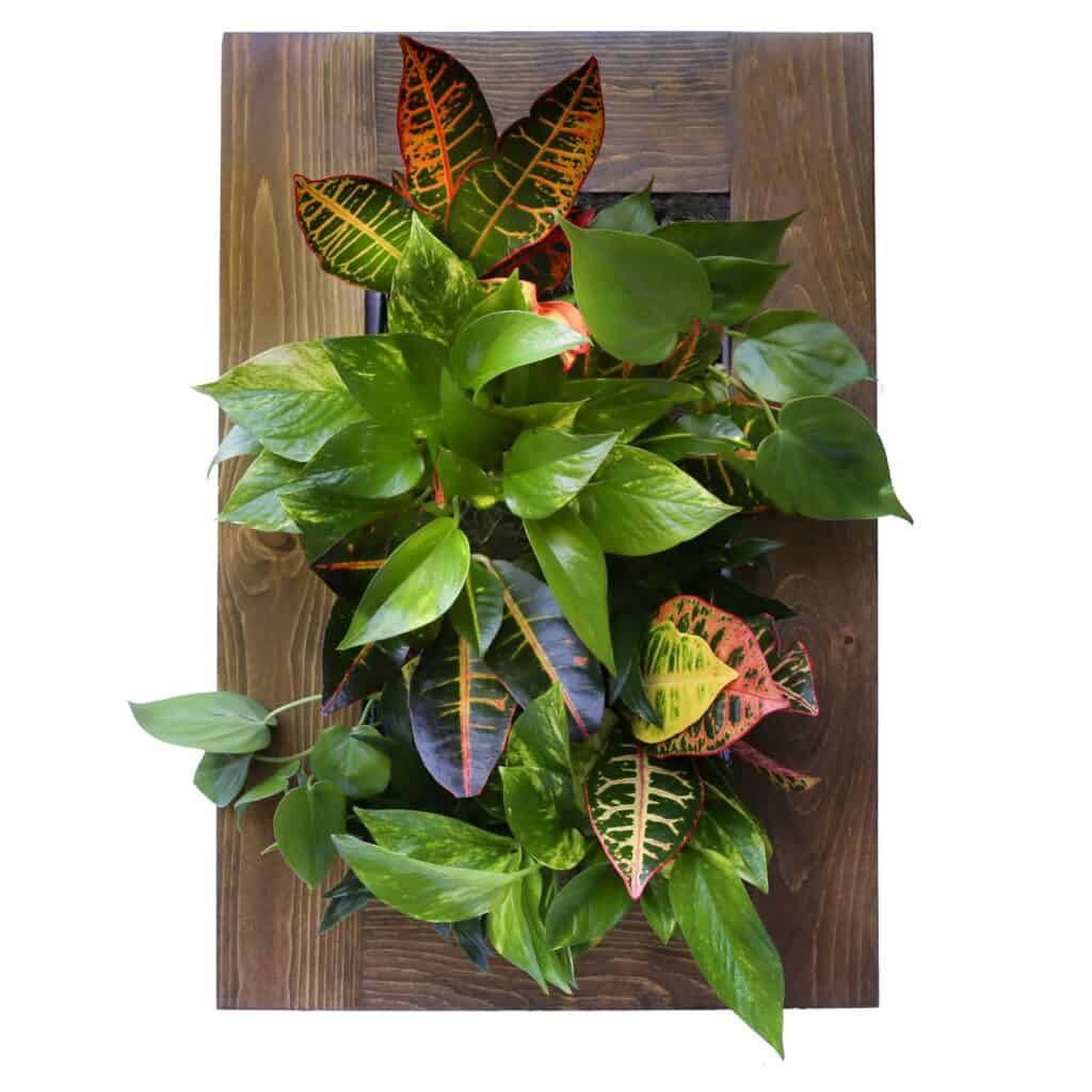 my summer essentials - Croton Joy vertical wall planter by Up the Wall Gardens